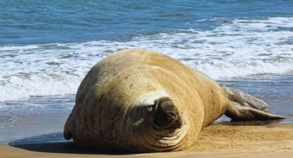 Panchito, la historia del elefante marino que ama las playas mexicanas