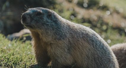 Marmota Phil: Estas son las predicciones de invierno según su pronóstico