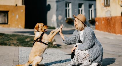 La nueva forma de viajar que está dando hogar a perritos rescatados