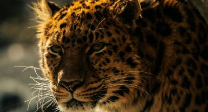 Jaguar, el animal sagrado de México y leyendas que revelan su poder en culturas ancestrales