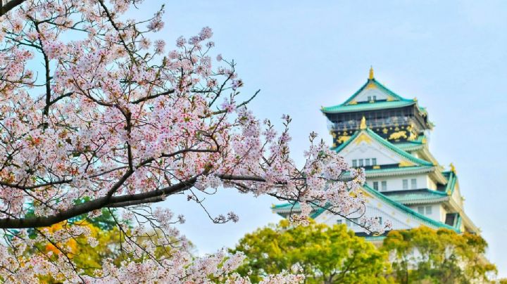 Fechas de sakura en Japón 2026 y cuándo viajar para ver los cerezos en flor