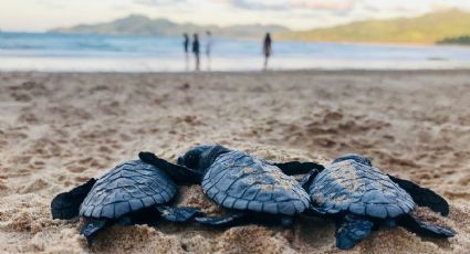 Tortuga marina rescatada vuela en avión para recibir tratamiento especializado
