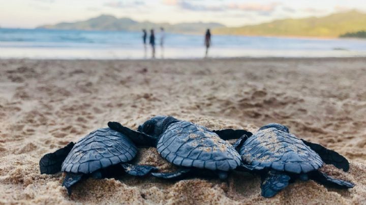 Tortuga marina rescatada vuela en avión para recibir tratamiento especializado