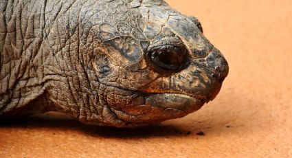 Las tortugas vuelven a Galápagos tras 150 años y la historia emociona a viajeros