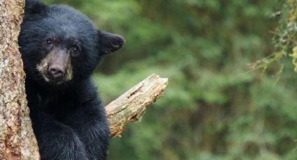 El inesperado encuentro entre excursionistas y un oso que dejó a todos sin palabras