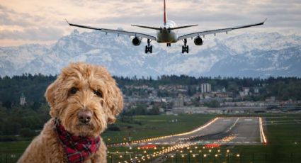 Perrito abandonado en un aeropuerto encuentra hogar y su historia está conmoviendo a miles