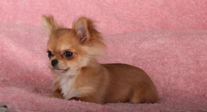 Feria de adopción de Perritos Chihuahua tendrá sede en Monterrey y así puedes conocerlos