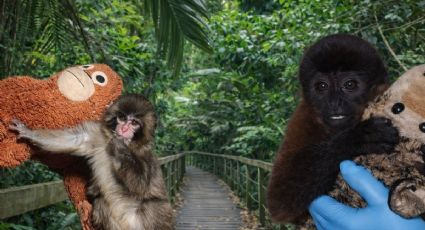 Así como Punch en Japón, este mono colombiano se aferra a un peluche y conmueve al mundo