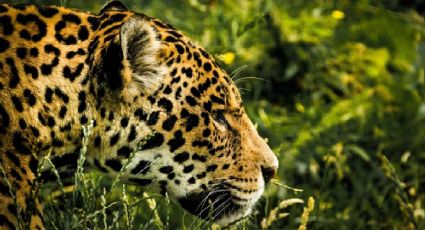 UNAM confirma aumento del 10 % en la población del jaguar en México
