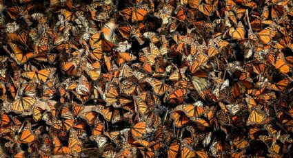 ¿Cuánto cuesta la entrada al santuario de las mariposas monarca en 2026?