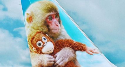Punch, el monito más querido de Japón estrena avión con su imagen y se vuelve más viral