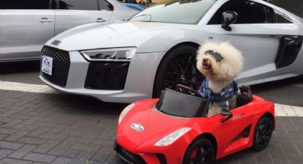 El perrito viral que conduce su propio auto y esconde una historia que está sorprendiendo a miles