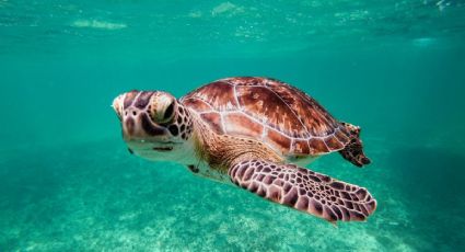 La tortuga carey que reapareció en Chacahua y emocionó a quienes la vieron