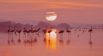 La impresionante laguna rosa de México donde el agua y los flamencos crean un paisaje único