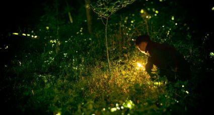 ¿Cuándo empieza la temporada de luciérnagas 2026 y dónde verlas en Puebla?