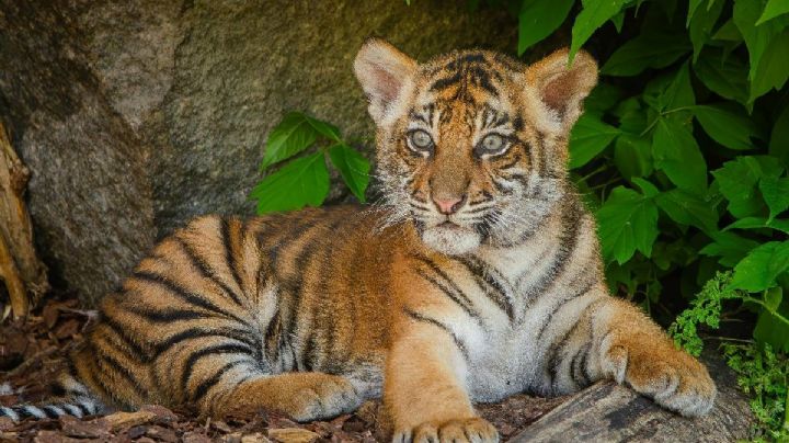 Tras 70 años sin tigres, Kazajistán prepara un plan para traerlos de vuelta