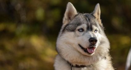 Bomberos salvan a un perro atrapado en incendio registrado en la CDMX