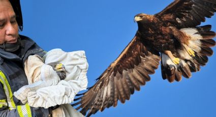Bomberos de la CDMX rescatan un águila y la historia conmueve