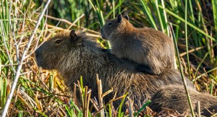 Nacen capibaras bebé en el Zoológico de Moscú y enternecen a miles
