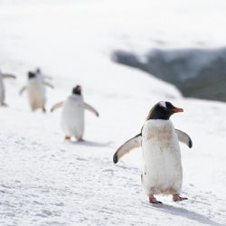 Pingüinos en un Zoológico de EU disfrutan las intensas nevadas y causan ternura en redes