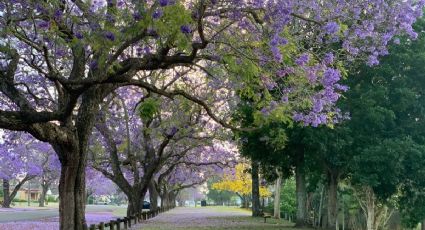 14 de febrero: Jardín del Buen Amor llega con actividades GRATIS al Zócalo