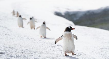 Así reaccionaron los pingüinos a la fuerte nevada en un zoológico