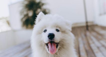 Cómo viajar con tu perro en autobús en México: requisitos y tips