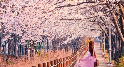 Viajes románticos: Prepara tu Escapada para el florecimiento de los cerezos en Japón