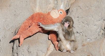 Monito en un zoológico de Japón juega con un peluche y causa ternura en redes