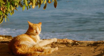 La famosa isla de gatos en Japón donde decenas de felinos reciben a los visitantes