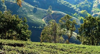 Los Pueblos Mágicos para recorrer la Ruta del Café en vacaciones