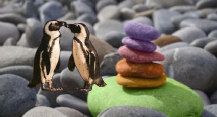 Pingüinos gentú se enamoran con piedras pintadas por niños en Edimburgo