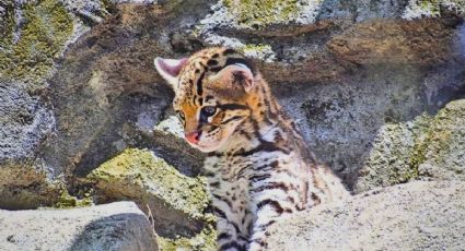 Rescatan a un ocelote herido en Oaxaca y ambientalistas luchan por salvarlo