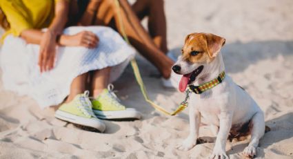 La playa pet friendly de Yucatán para vivir unas vacaciones inolvidables con tu perrito