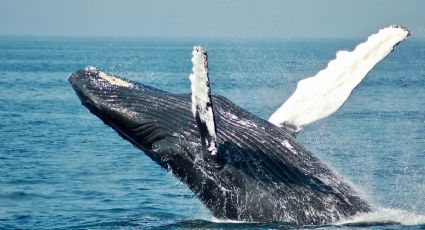 Ballena varada en Sinaloa genera movilización para ayudarla en la costa de Piaxtla