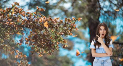 ¿Cuál es el pueblito perfecto para ver mariposas monarcas este 2026?