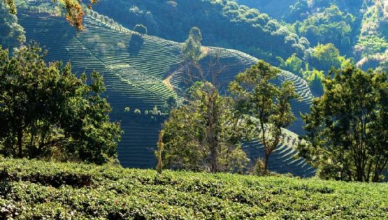 Los Pueblos Mágicos para recorrer la Ruta del Café en vacaciones