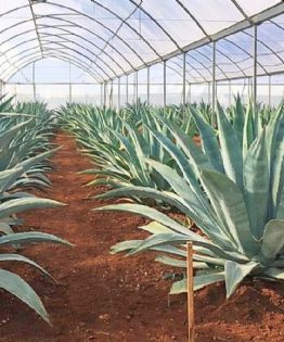 El pueblito de Chiapas donde puedes probar el comiteco, la bebida ancestral del agave