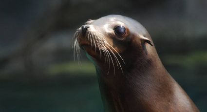 Historias de rescate: cómo 81 lobos marinos recuperaron su libertad en el Golfo de California