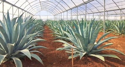 El pueblito de Chiapas donde puedes probar el comiteco, la bebida ancestral del agave