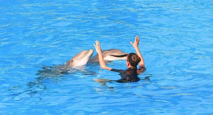 La playa mexicana donde es más probable ver delfines GRATIS