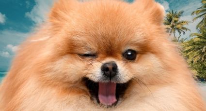 Viaje a la playa de un perrito se vuelve viral por su reacción al sol y la arena