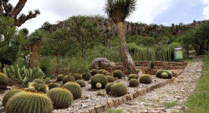 El rincón del desierto de Querétaro que esconde colecciones botánicas