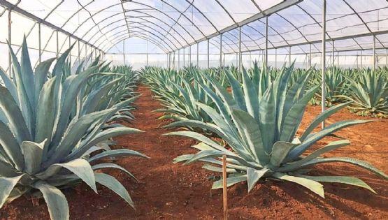 El pueblito de Chiapas donde puedes probar el comiteco, la bebida ancestral del agave