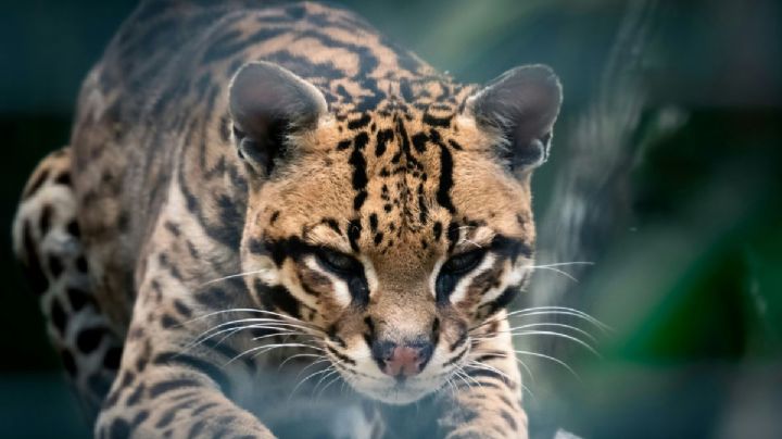 Plan en Panamá busca rescatar a los grandes felinos que protegen los bosques del país