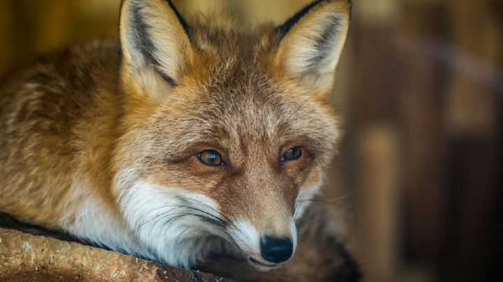 Zorro sobrevivió a un viaje de más de 5,000 kilómetros escondido en un barco y recibe cuidados