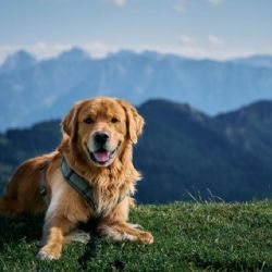 Destinos pet friendly dentro de México para disfrutar la Semana Santa con tu mascota