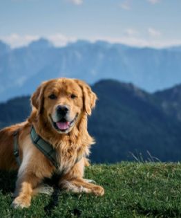 Destinos pet friendly dentro de México para disfrutar la Semana Santa con tu mascota