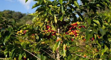 El mejor Pueblo Mágico para los amantes del café donde puedes probarlo y recorrer cafetales