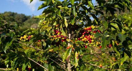 El mejor Pueblo Mágico para los amantes del café donde puedes probarlo y recorrer cafetales